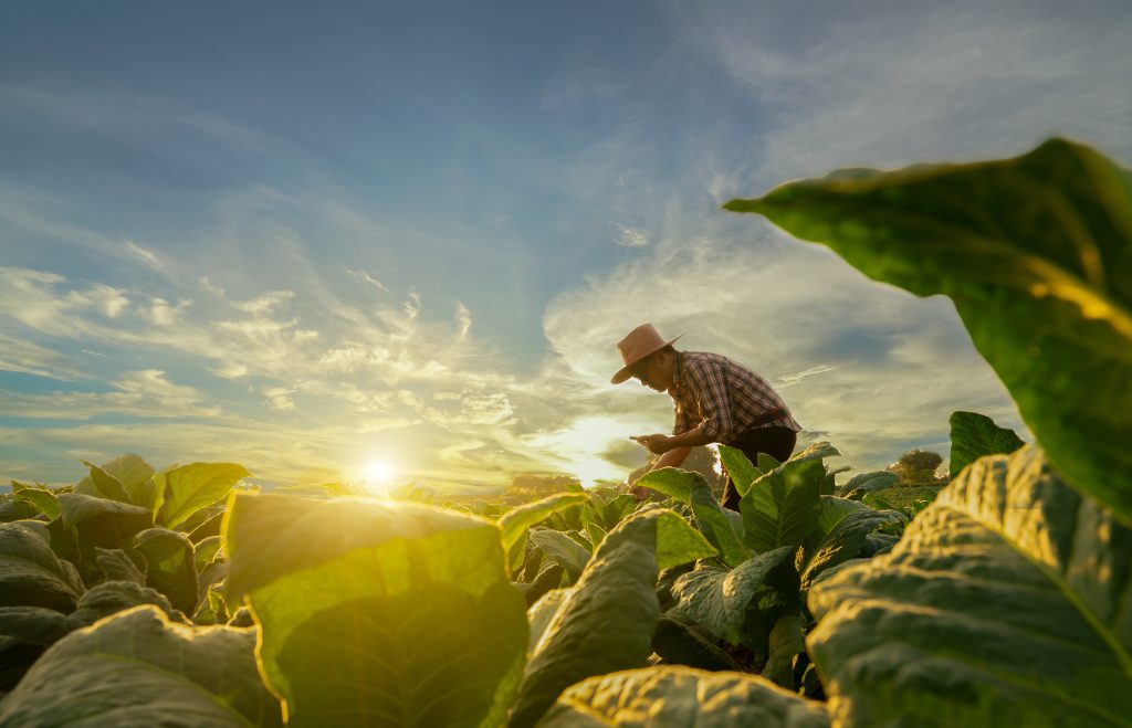 Crop Domestication and Humanity’s Influence on Adapting Plant Species