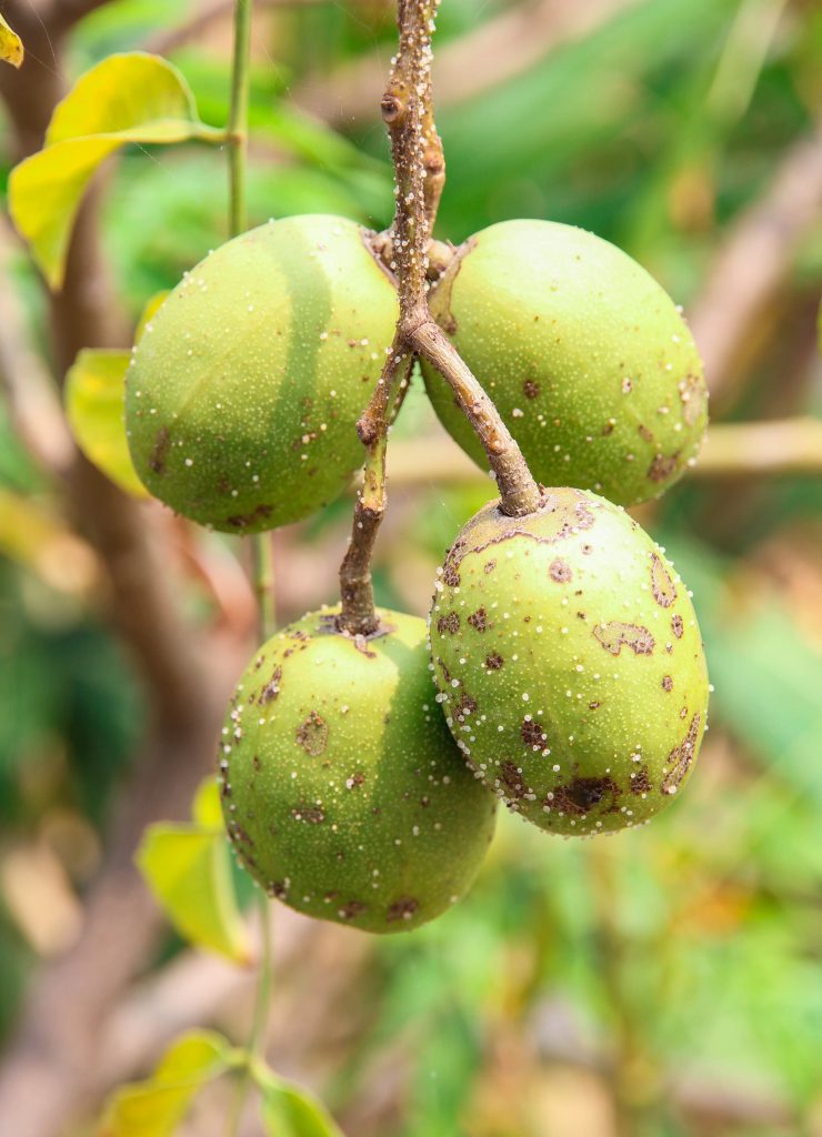 Crop Domestication and Humanity’s Influence on Adapting Plant Species