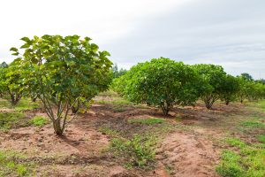 Crop Domestication and Humanity’s Influence on Adapting Plant Species