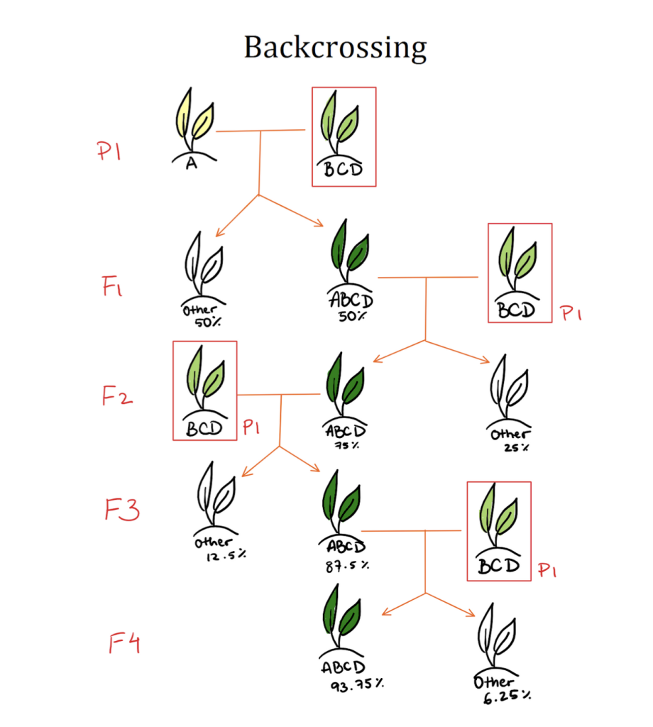 Crop Domestication and Humanity’s Influence on Adapting Plant Species