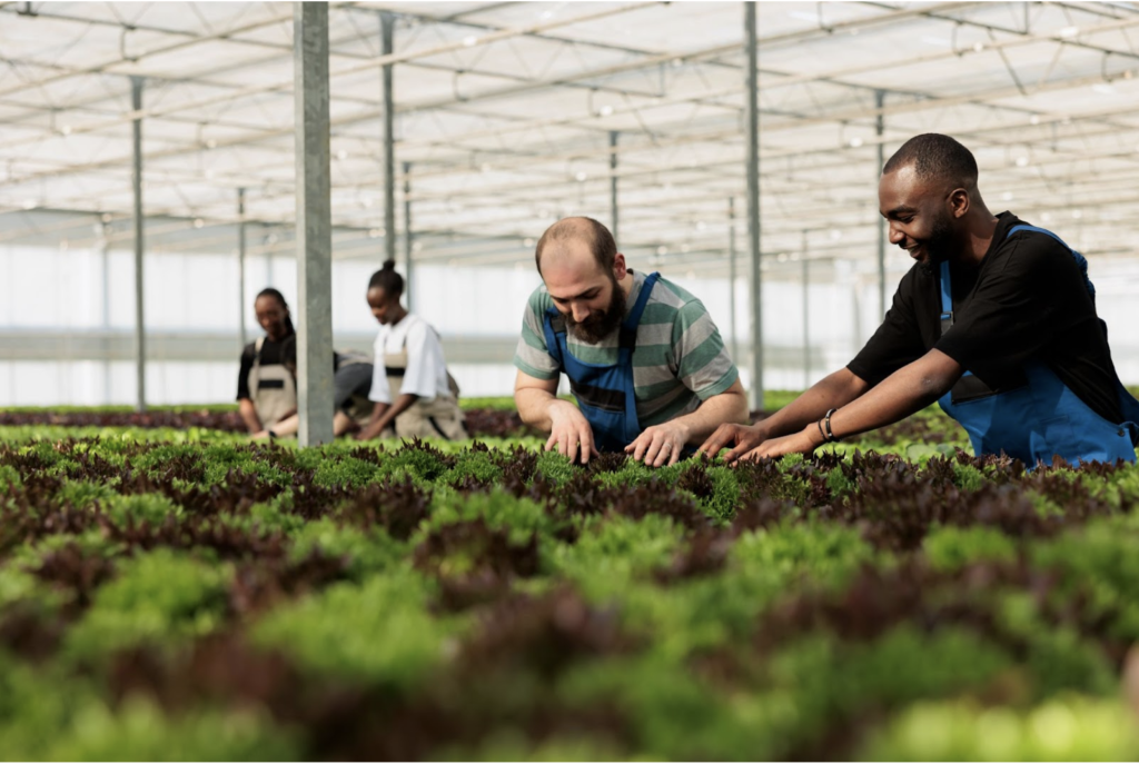 Crop Domestication and Humanity’s Influence on Adapting Plant Species