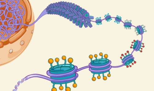 An animation of DNA unravelled to show histones and chemical tags of the epigenome
