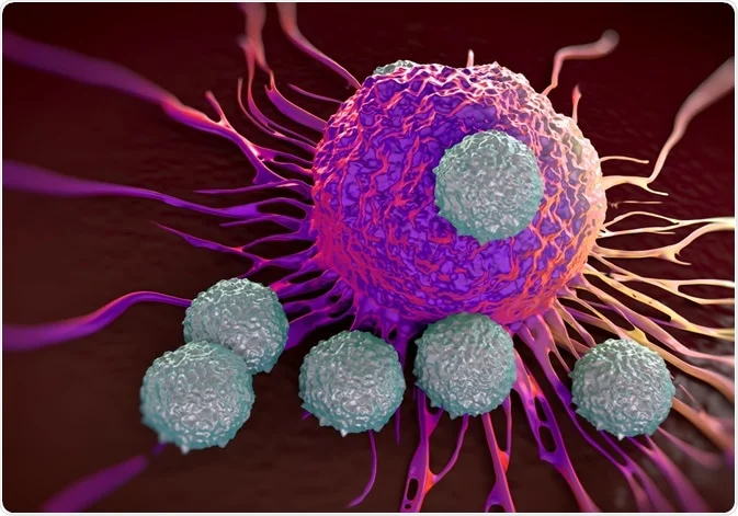 T-Cells (small blue-grey circular cells) attacking some sort of pathogen/cancer