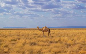 Camel in a grass field