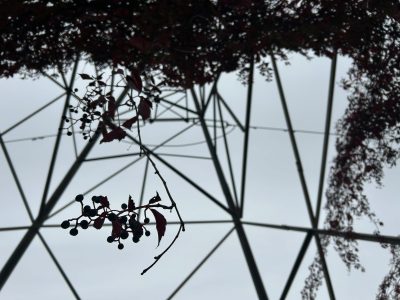 Photo of dark tree branches against a pale sky