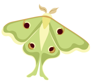 Illustration of a Luna Moth