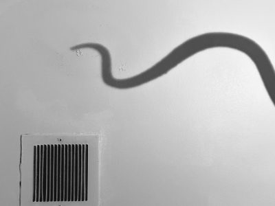 Black and white photo of a reptilian tail shadow on a white wall.
