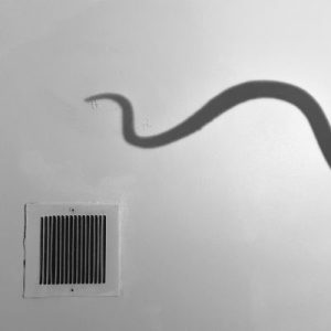 Black and white photo of a reptilian tail shadow on a white wall.