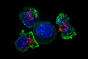Killer T cells (green and red) surround a cancer cell (blue) and use special chemicals to attach to and destroy it.