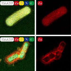 Lactobacillus bacteria deliver CRISPR-Cas9, which cuts DNA to turn off a gene and cause cancer cells to die.