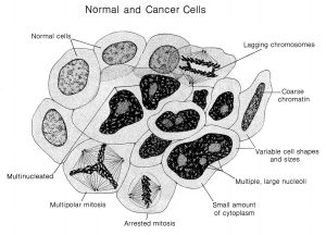 Resistance and Disruption: Navigating the Challenges of Cancer Biology