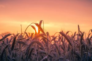 Wheat Field during Golden Hour