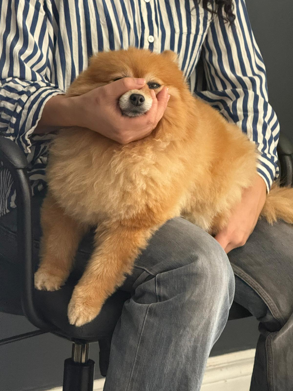 Stella, the pomeranian, sitting on Kayleigh Shikanai’s lap, mouth held shut (gently) during a taping.
