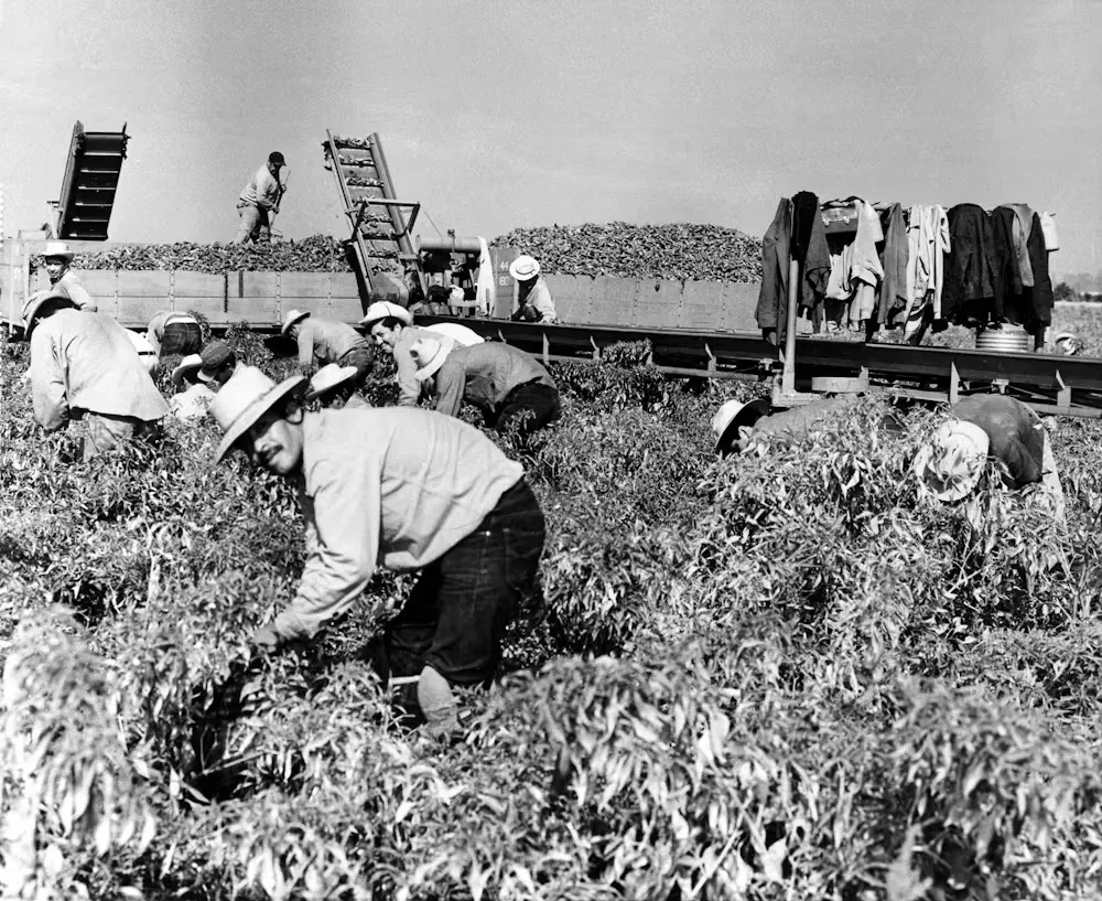 Mexican migrant workers harvest crops on a California farm in 1964